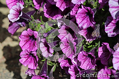 Garden petunia hybrid (Petunia Ã— atkinsiana) in garden, blooming in spring Stock Photo